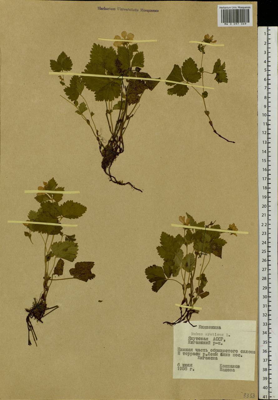 Rubus arcticus L., Siberia, Yakutia (S5) (Russia)