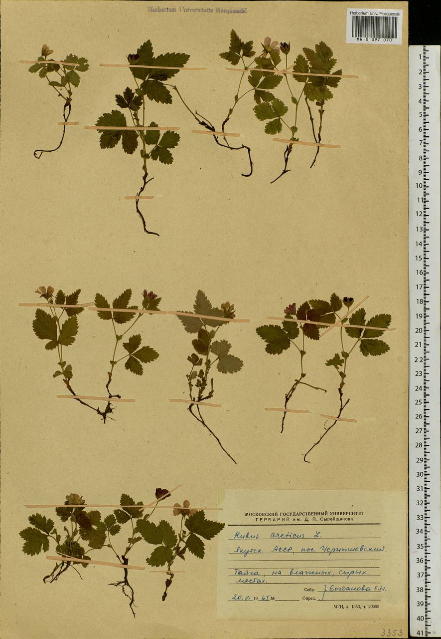 Rubus arcticus L., Siberia, Yakutia (S5) (Russia)