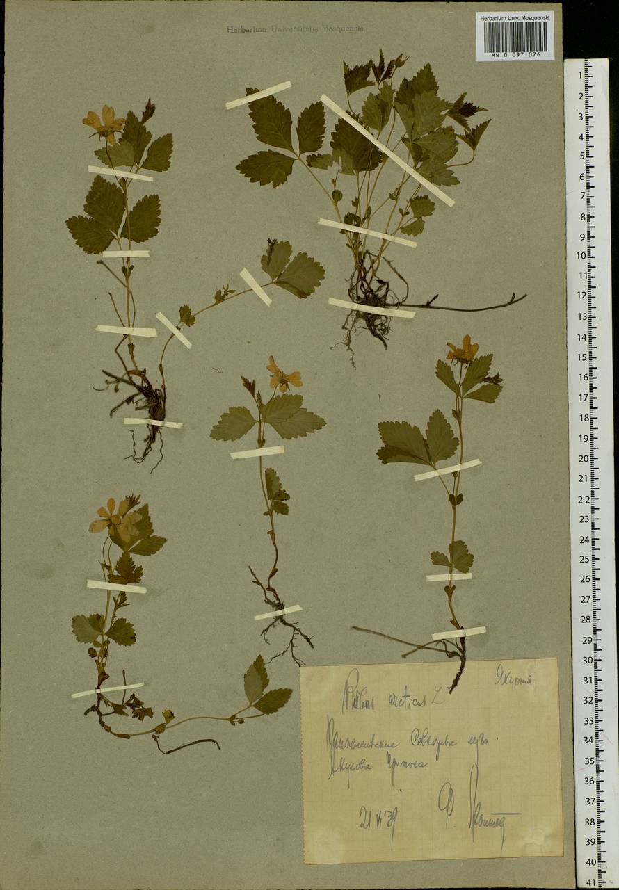 Rubus arcticus L., Siberia, Yakutia (S5) (Russia)