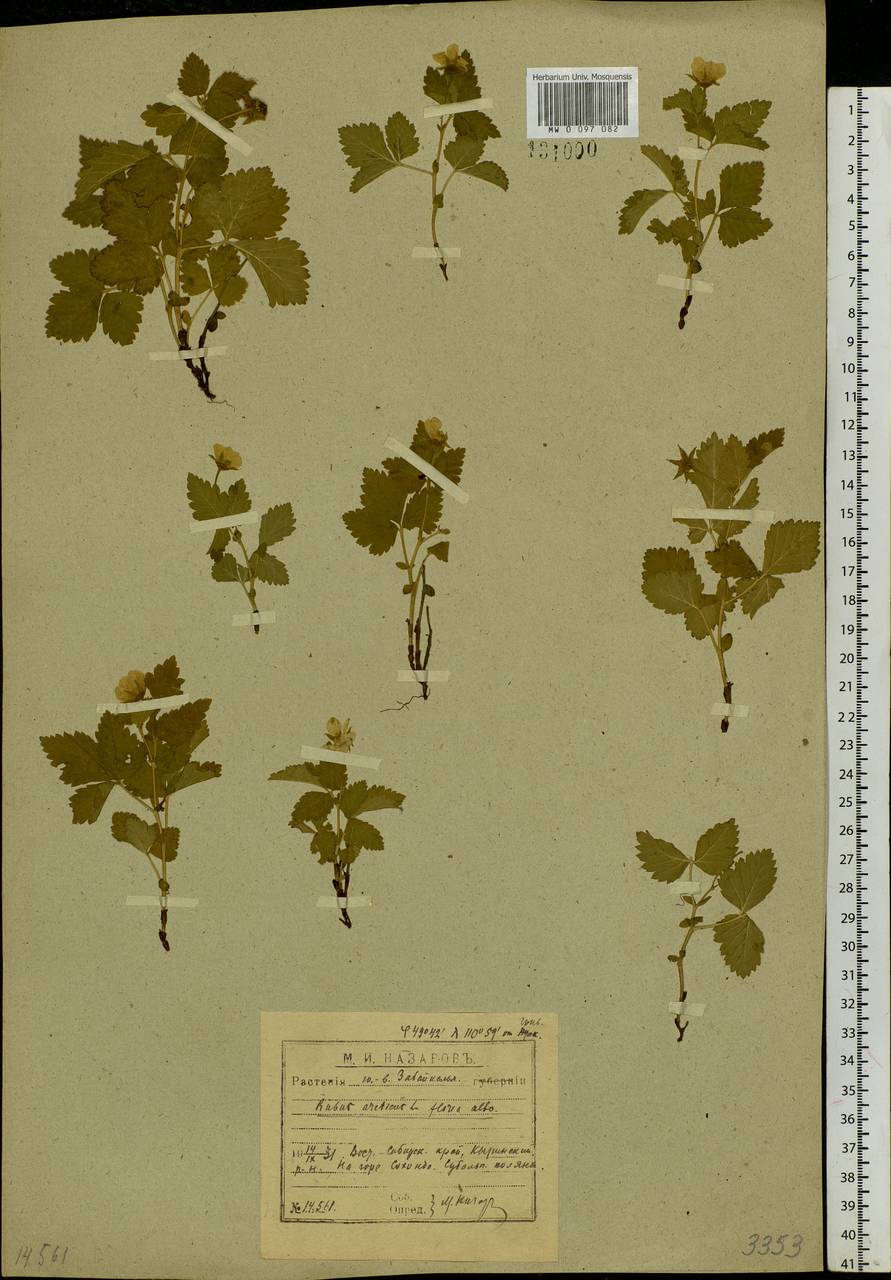 Rubus arcticus L., Siberia, Baikal & Transbaikal region (S4) (Russia)