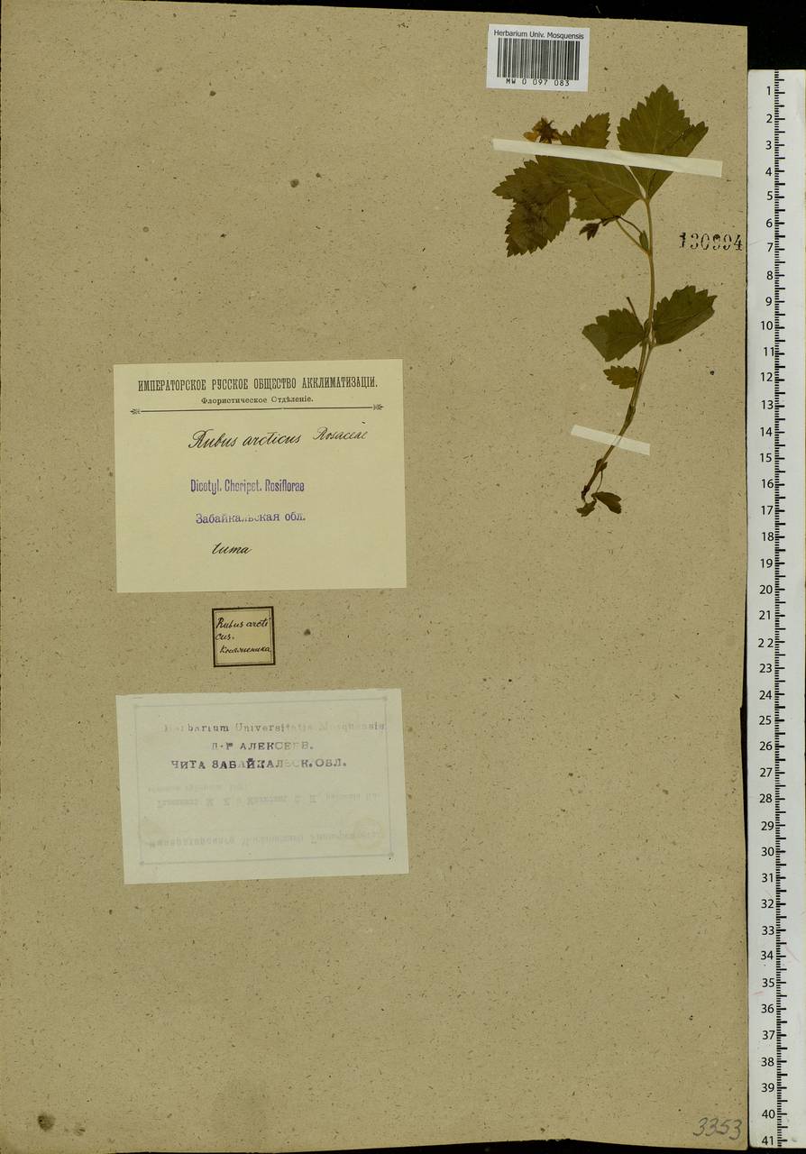 Rubus arcticus L., Siberia, Baikal & Transbaikal region (S4) (Russia)