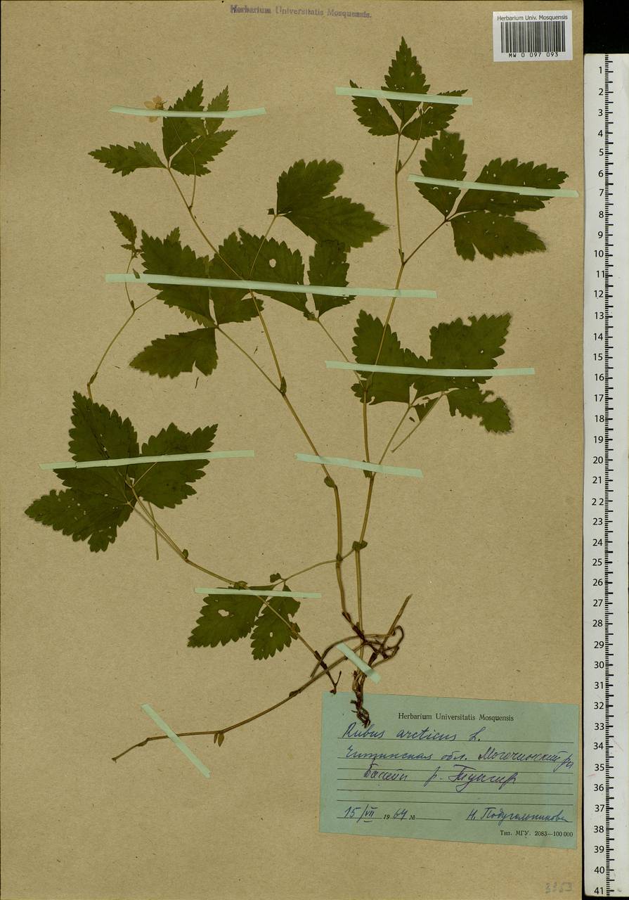 Rubus arcticus L., Siberia, Baikal & Transbaikal region (S4) (Russia)