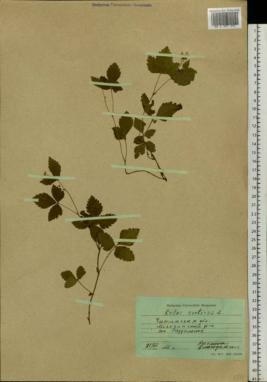 Rubus arcticus L., Siberia, Baikal & Transbaikal region (S4) (Russia)