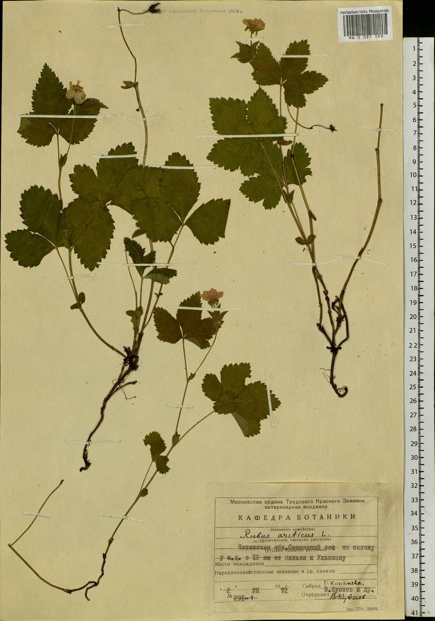 Rubus arcticus L., Siberia, Baikal & Transbaikal region (S4) (Russia)