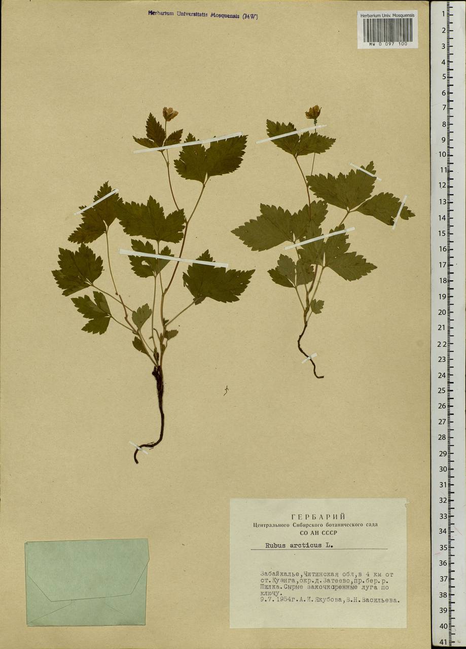 Rubus arcticus L., Siberia, Baikal & Transbaikal region (S4) (Russia)