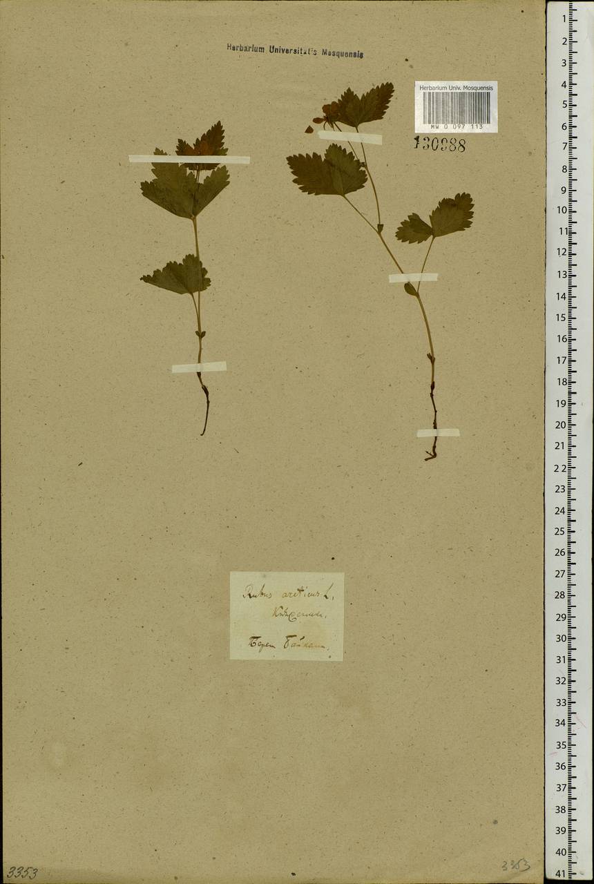 Rubus arcticus L., Siberia, Baikal & Transbaikal region (S4) (Russia)