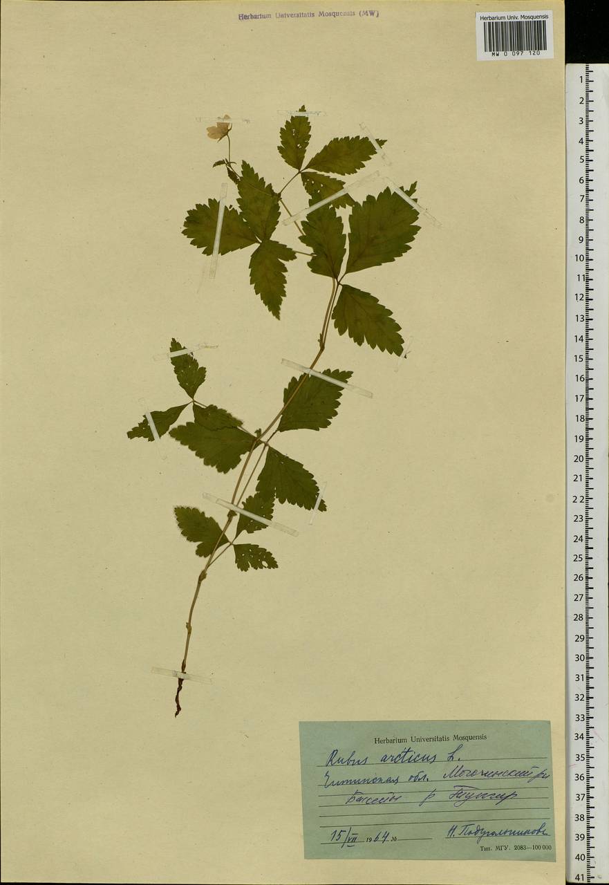 Rubus arcticus L., Siberia, Baikal & Transbaikal region (S4) (Russia)