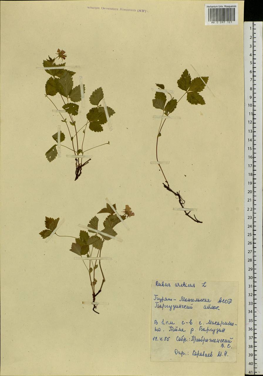 Rubus arcticus L., Siberia, Baikal & Transbaikal region (S4) (Russia)