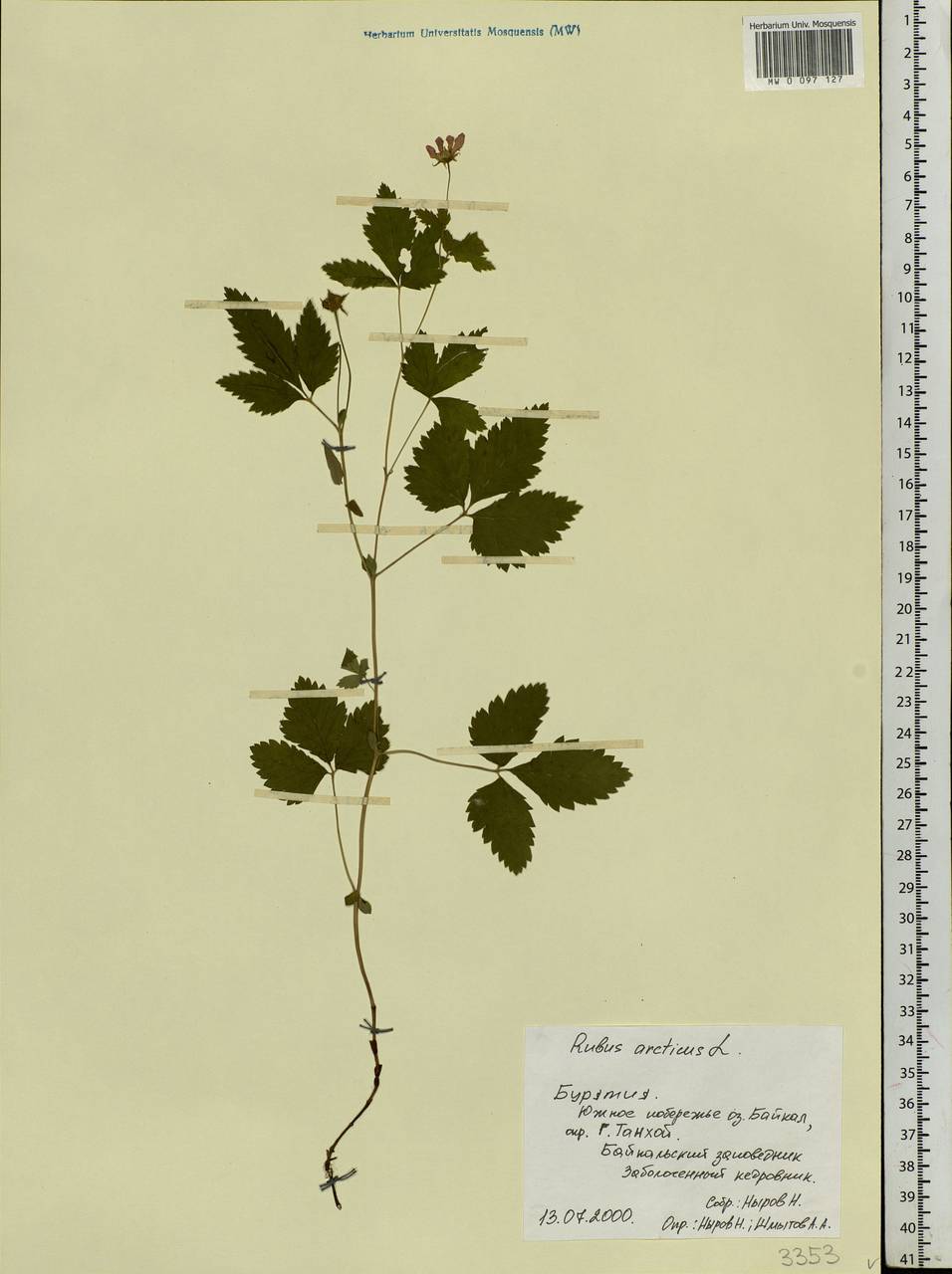 Rubus arcticus L., Siberia, Baikal & Transbaikal region (S4) (Russia)