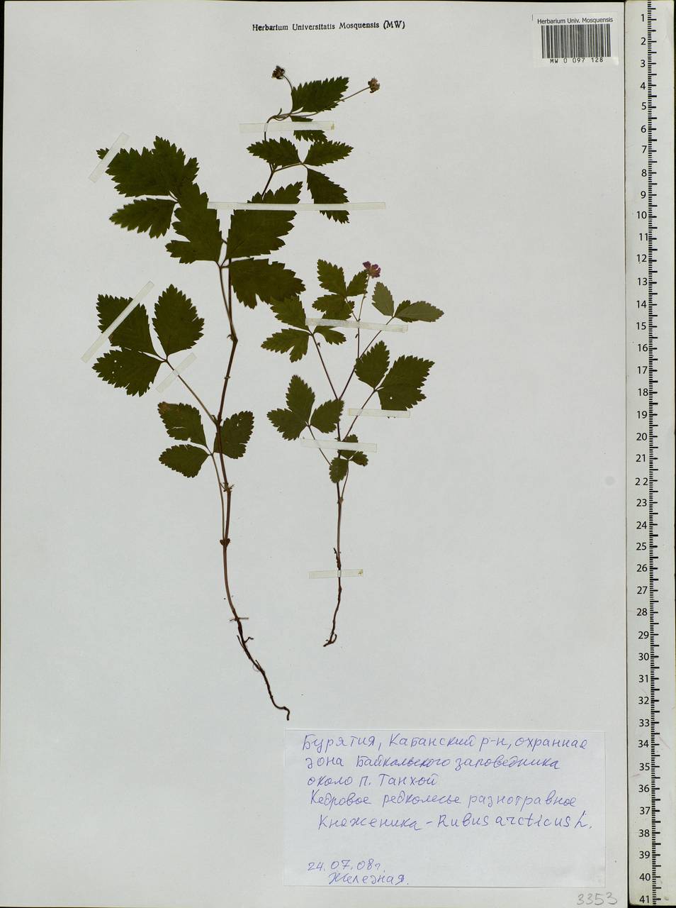 Rubus arcticus L., Siberia, Baikal & Transbaikal region (S4) (Russia)