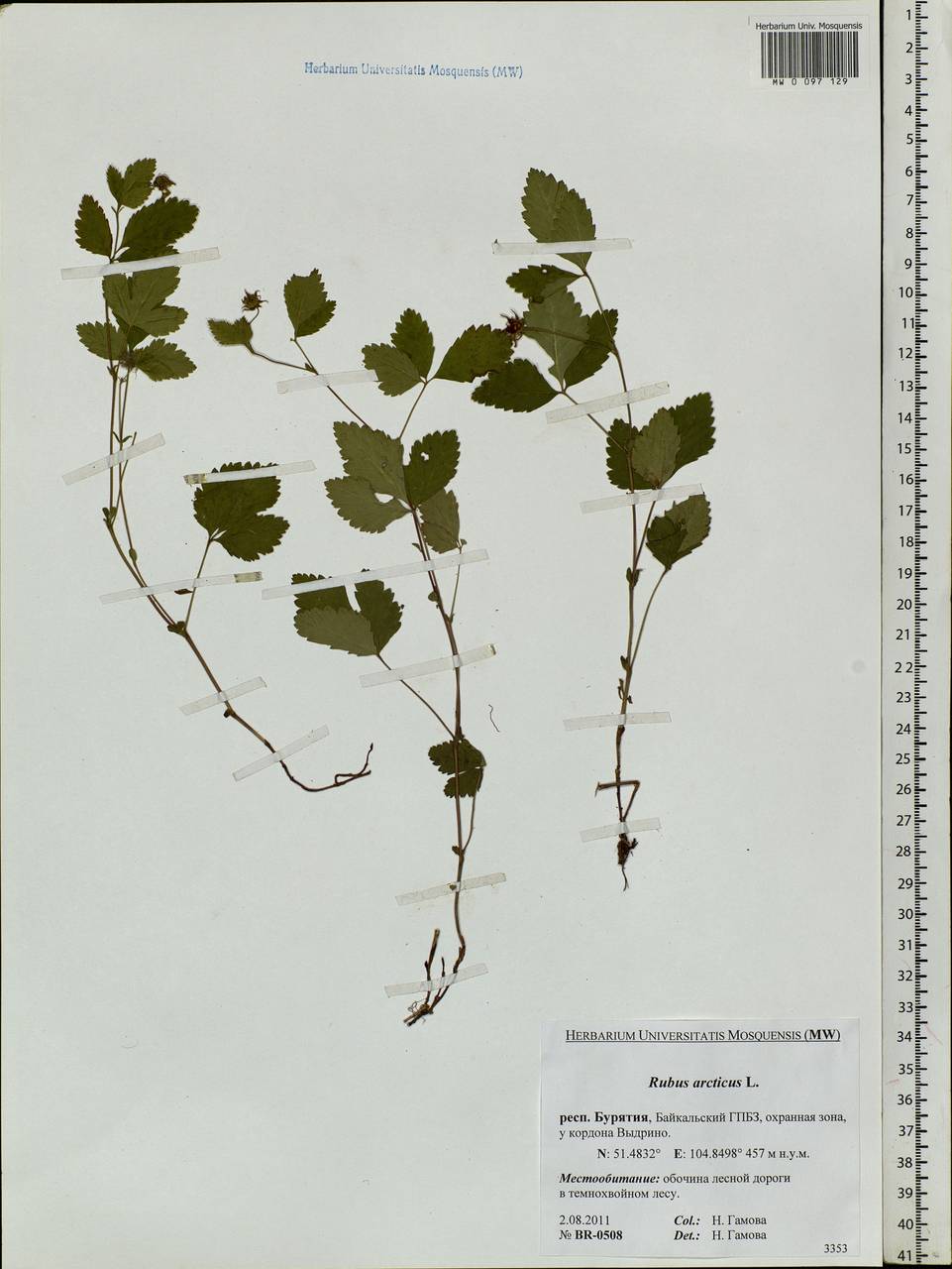 Rubus arcticus L., Siberia, Baikal & Transbaikal region (S4) (Russia)