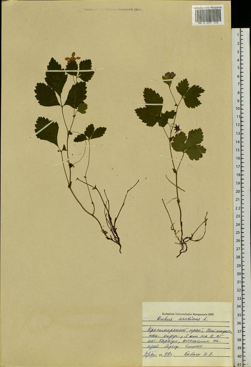 Rubus arcticus L., Siberia, Central Siberia (S3) (Russia)