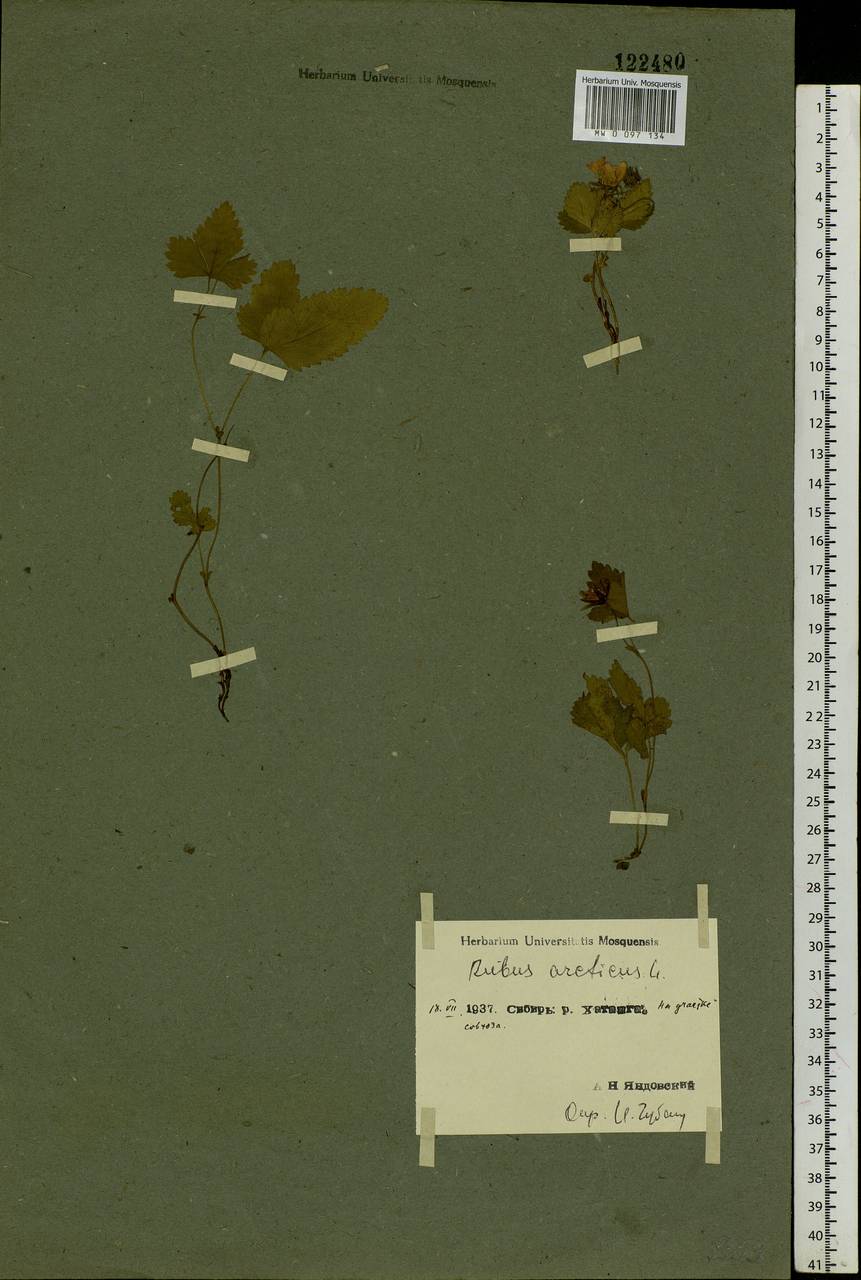 Rubus arcticus L., Siberia, Central Siberia (S3) (Russia)