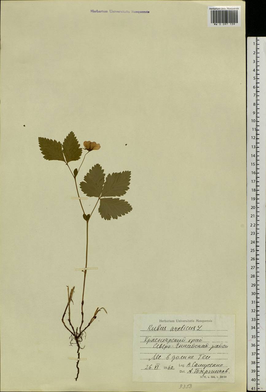 Rubus arcticus L., Siberia, Central Siberia (S3) (Russia)