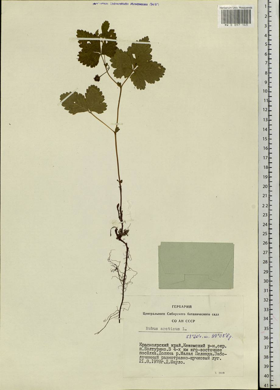 Rubus arcticus L., Siberia, Central Siberia (S3) (Russia)