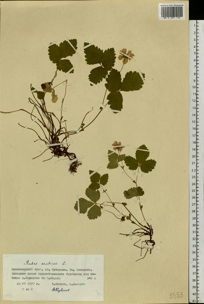 Rubus arcticus L., Siberia, Central Siberia (S3) (Russia)