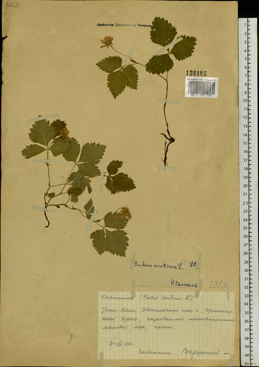 Rubus arcticus L., Siberia, Central Siberia (S3) (Russia)