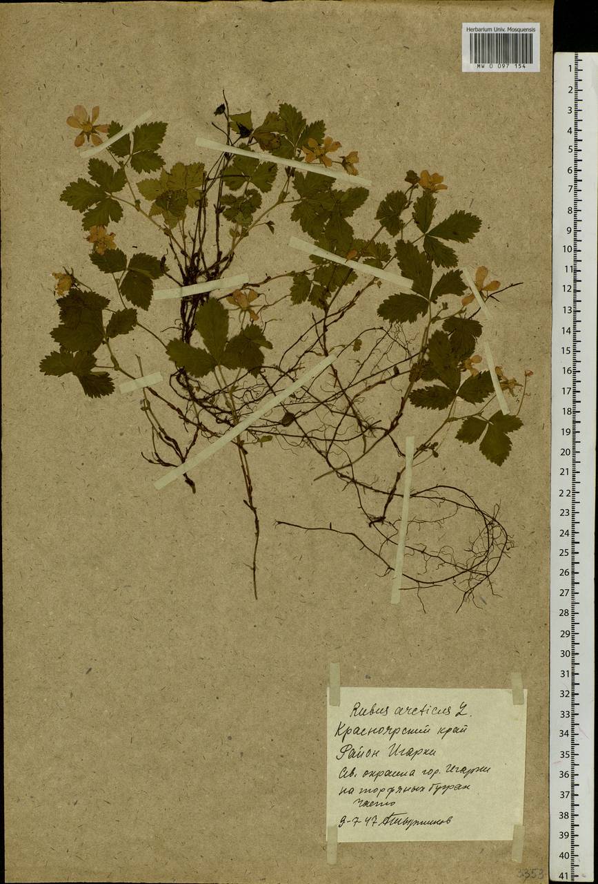 Rubus arcticus L., Siberia, Central Siberia (S3) (Russia)