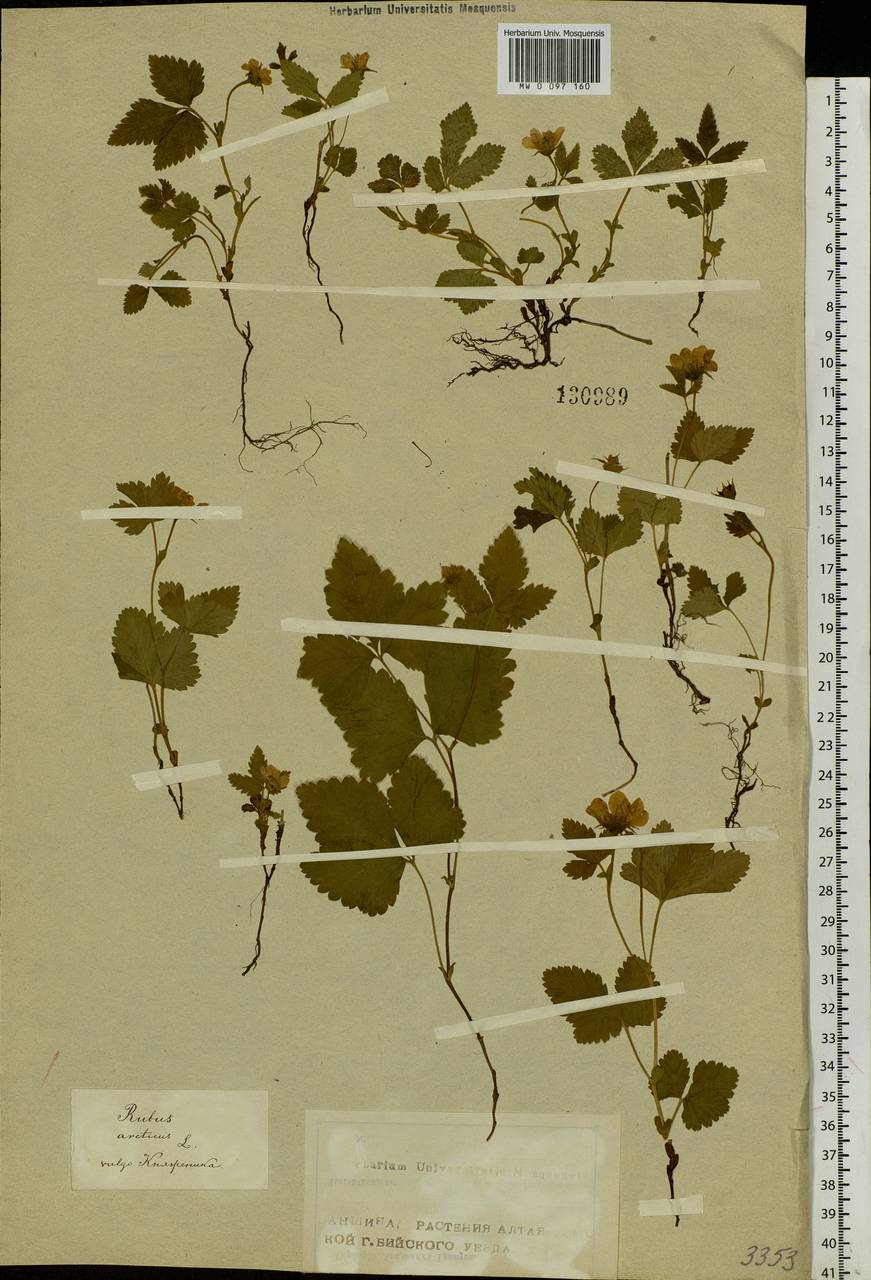 Rubus arcticus L., Siberia, Altai & Sayany Mountains (S2) (Russia)