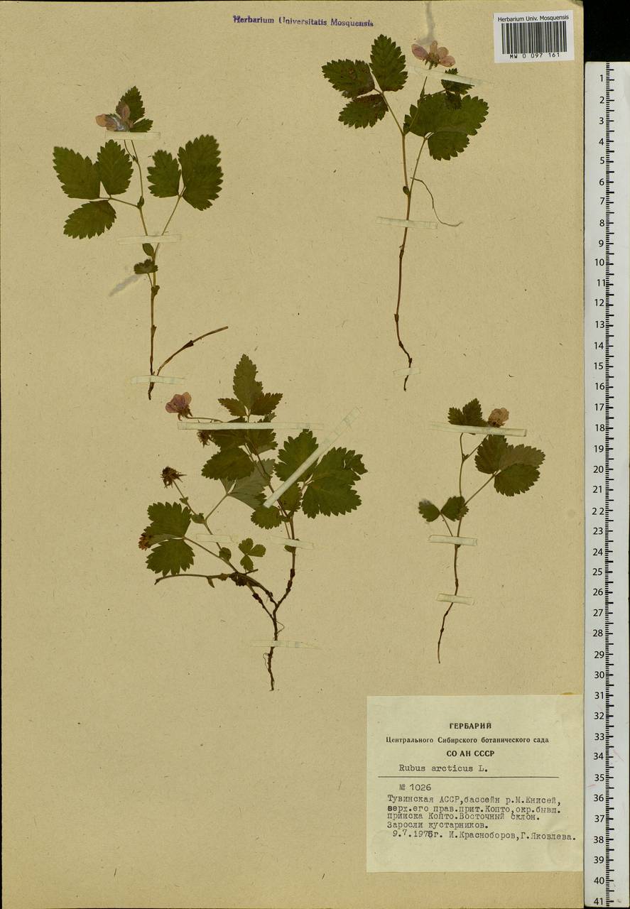 Rubus arcticus L., Siberia, Altai & Sayany Mountains (S2) (Russia)