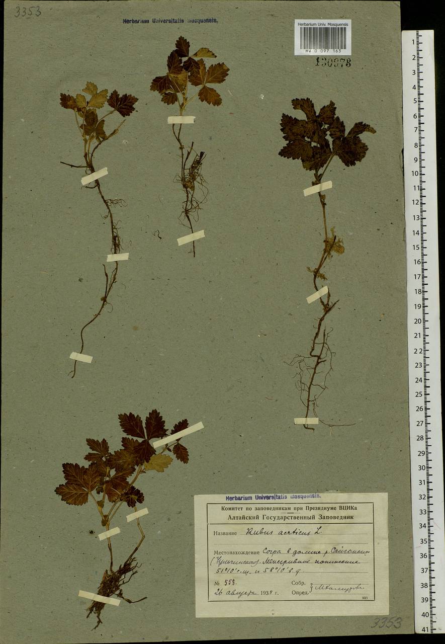 Rubus arcticus L., Siberia, Altai & Sayany Mountains (S2) (Russia)