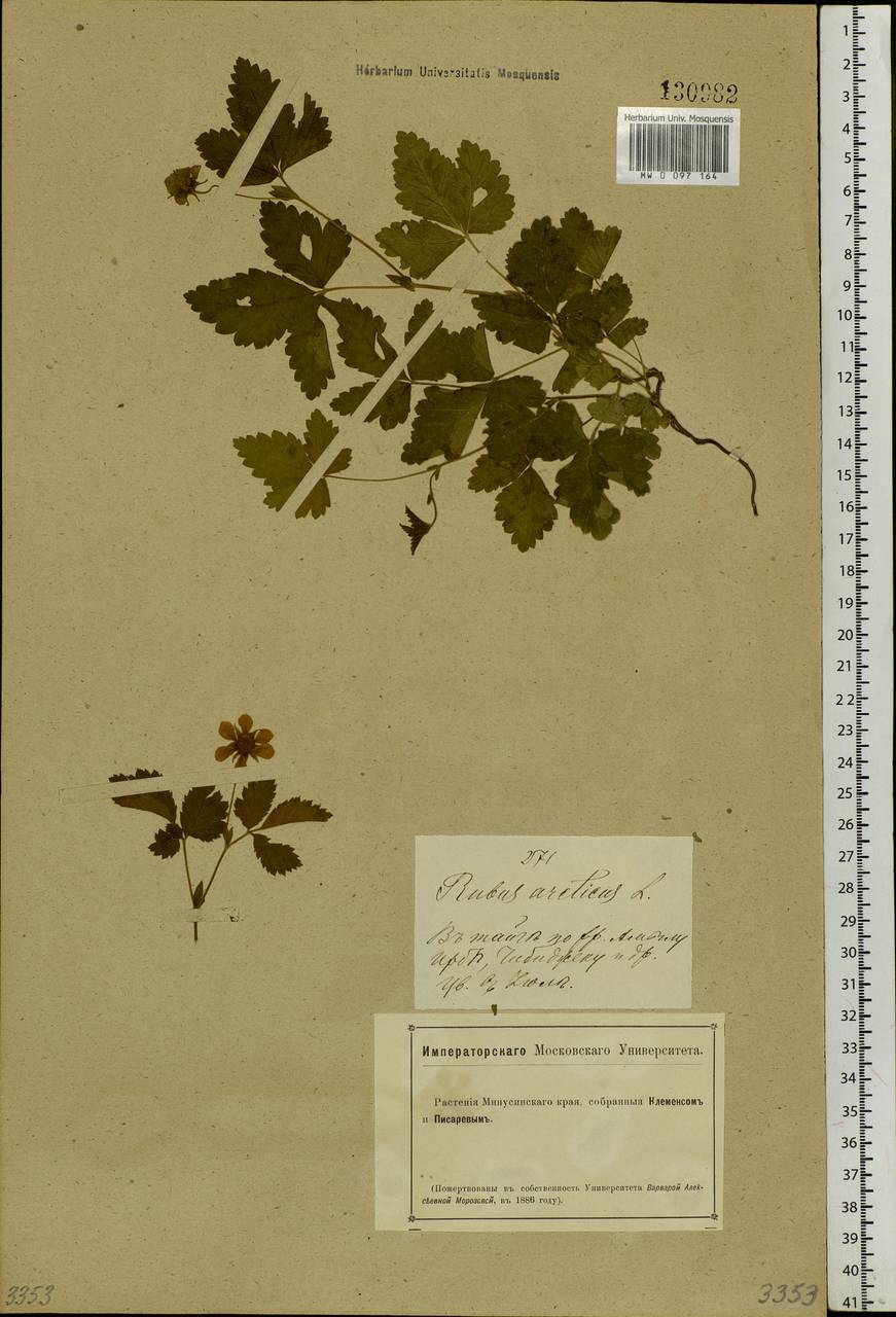 Rubus arcticus L., Siberia, Altai & Sayany Mountains (S2) (Russia)