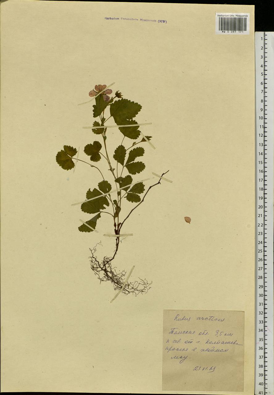 Rubus arcticus L., Siberia, Western Siberia (S1) (Russia)