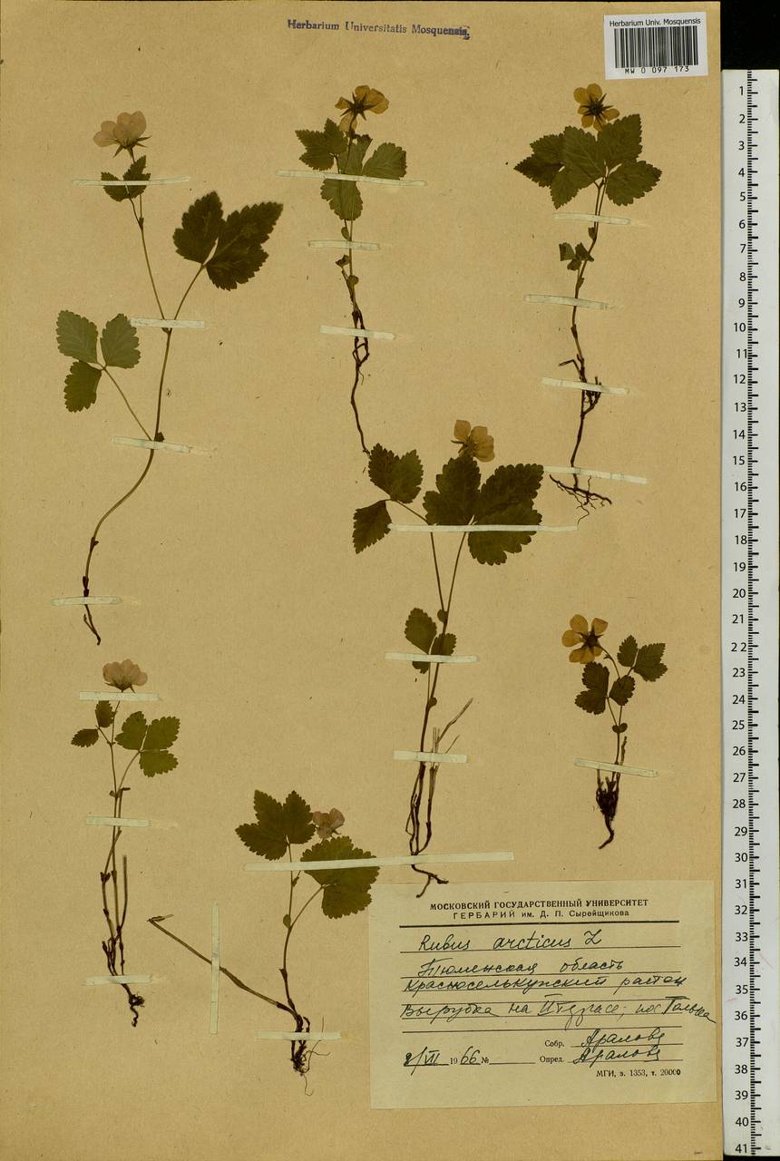 Rubus arcticus L., Siberia, Western Siberia (S1) (Russia)