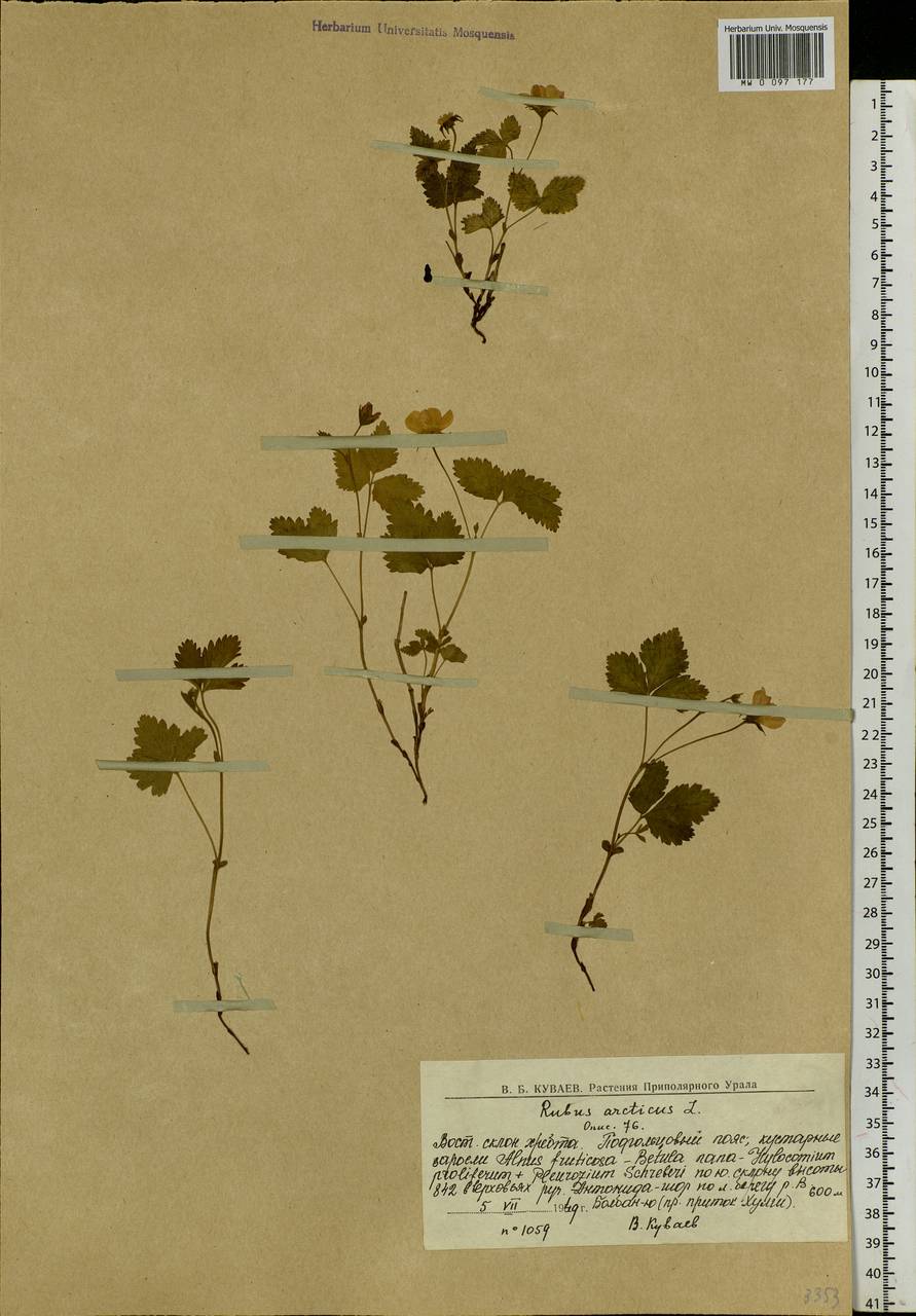 Rubus arcticus L., Siberia, Western Siberia (S1) (Russia)