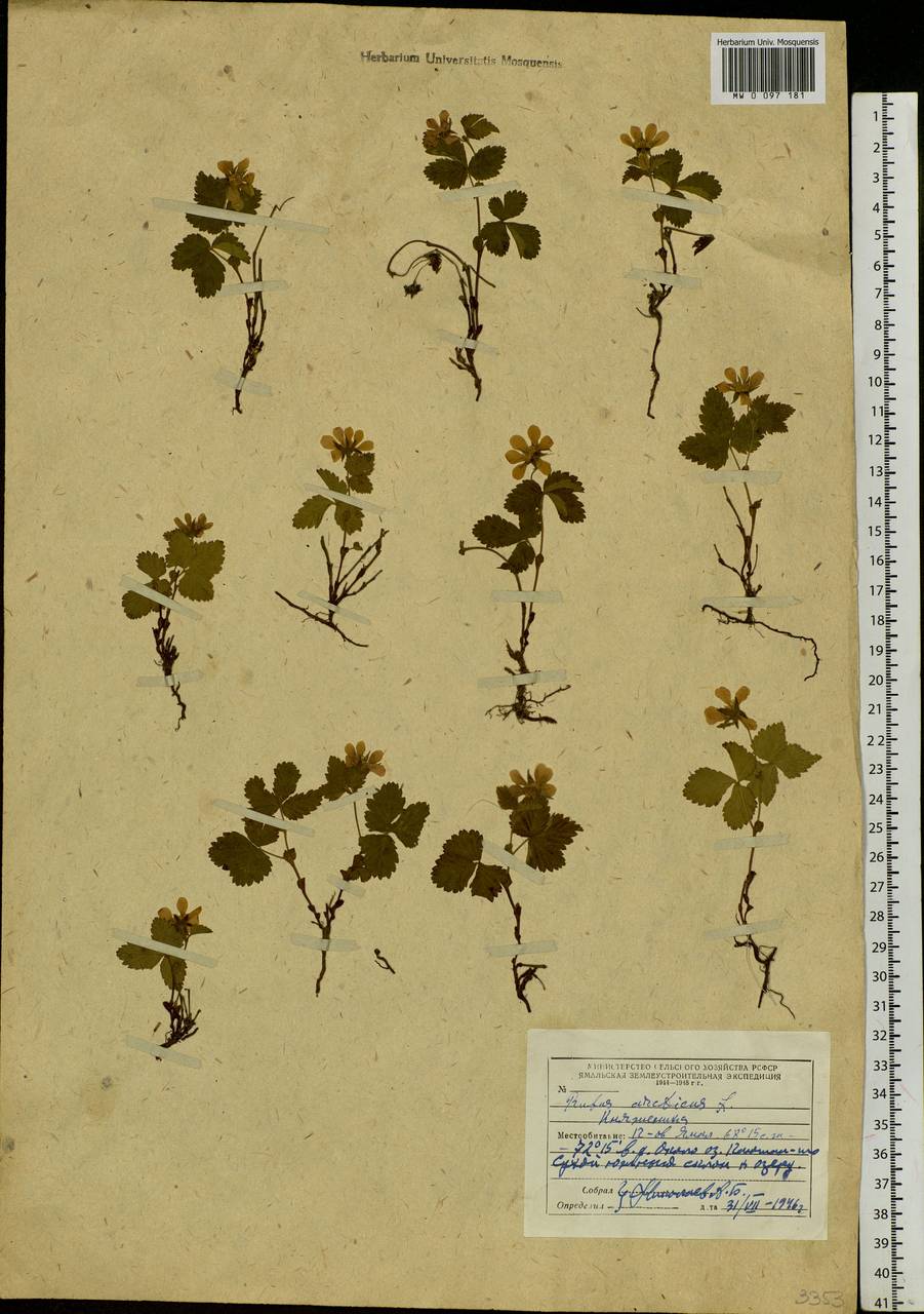 Rubus arcticus L., Siberia, Western Siberia (S1) (Russia)