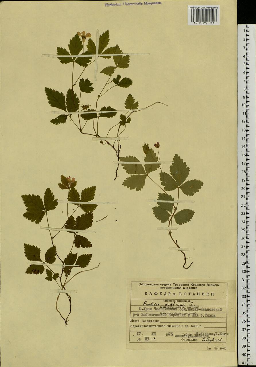 Rubus arcticus L., Eastern Europe, Eastern region (E10) (Russia)