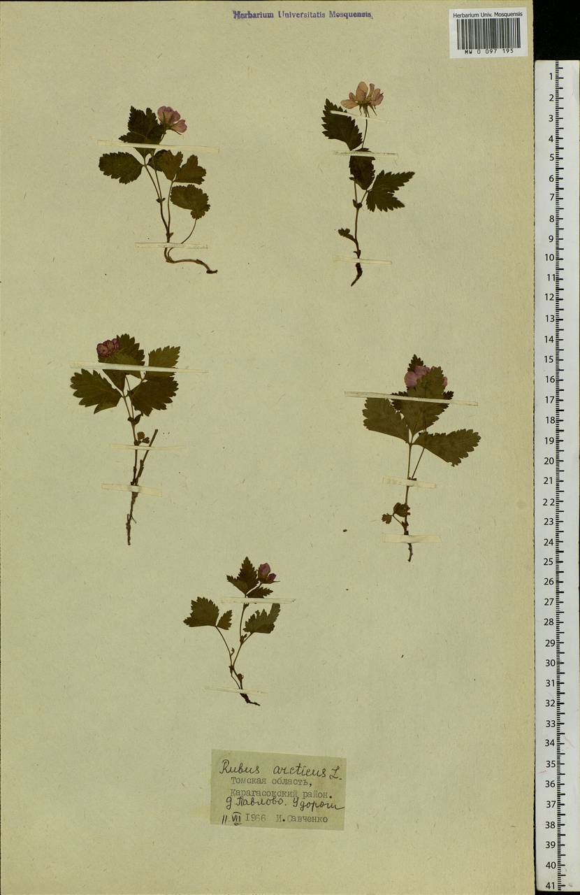 Rubus arcticus L., Siberia, Western Siberia (S1) (Russia)