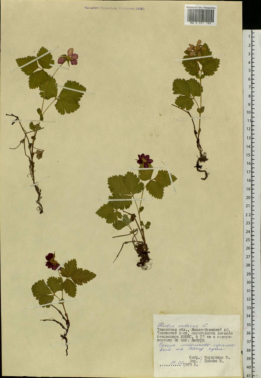 Rubus arcticus L., Siberia, Western Siberia (S1) (Russia)
