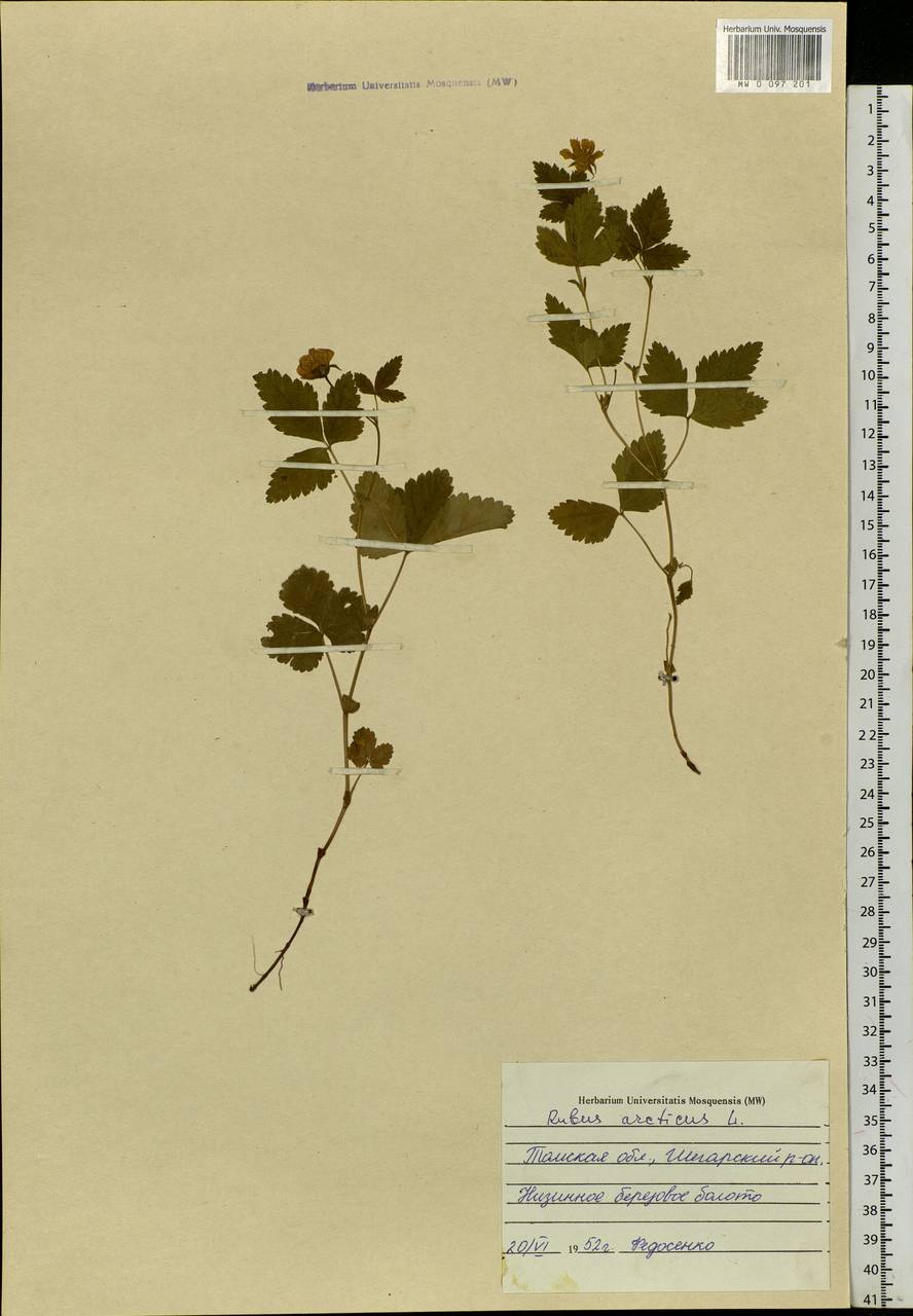 Rubus arcticus L., Siberia, Western Siberia (S1) (Russia)