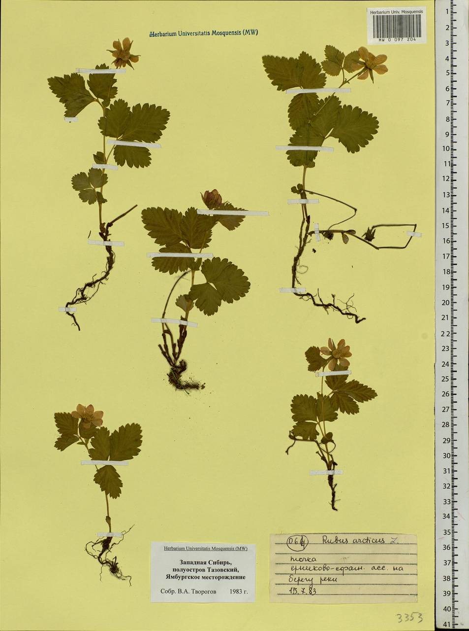 Rubus arcticus L., Siberia, Western Siberia (S1) (Russia)