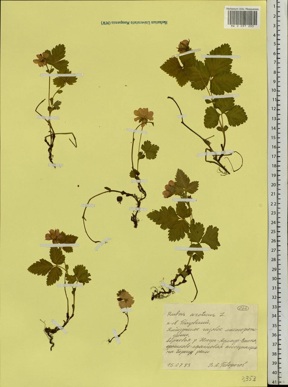 Rubus arcticus L., Siberia, Western Siberia (S1) (Russia)