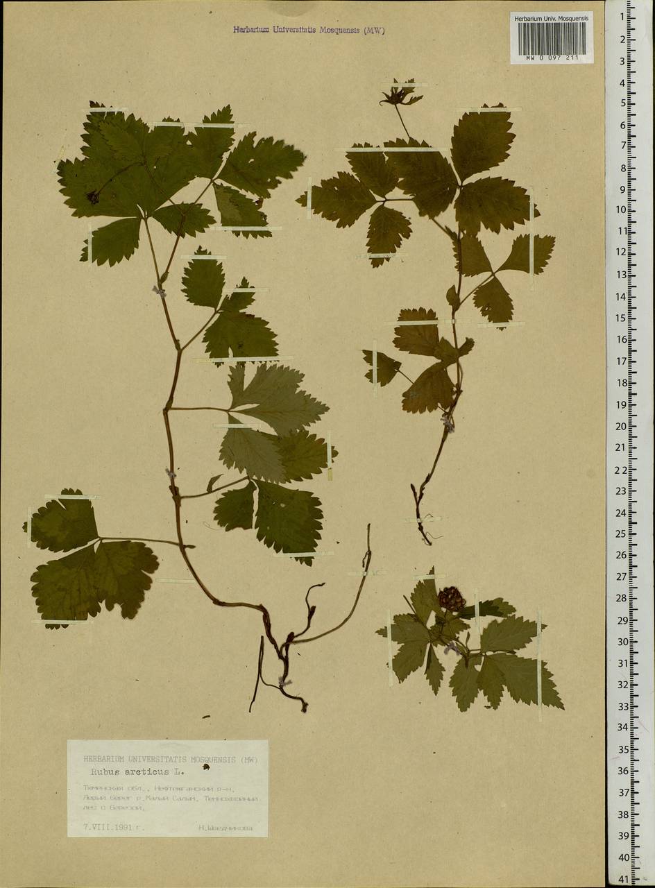 Rubus arcticus L., Siberia, Western Siberia (S1) (Russia)