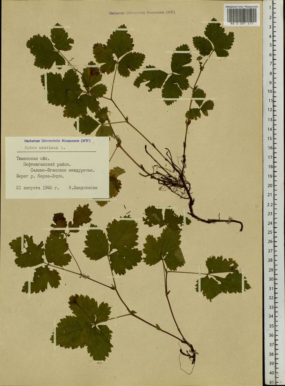 Rubus arcticus L., Siberia, Western Siberia (S1) (Russia)