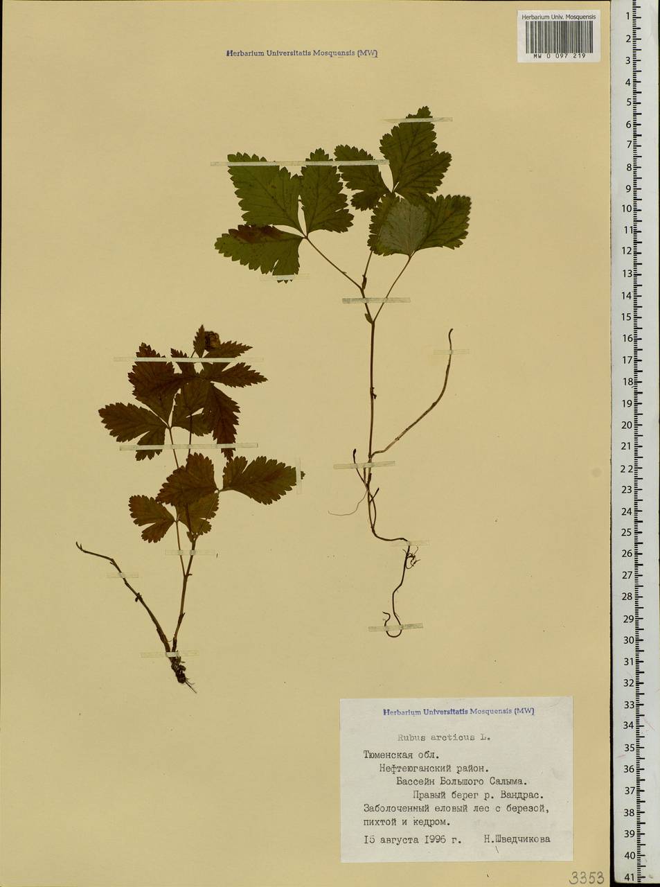 Rubus arcticus L., Siberia, Western Siberia (S1) (Russia)