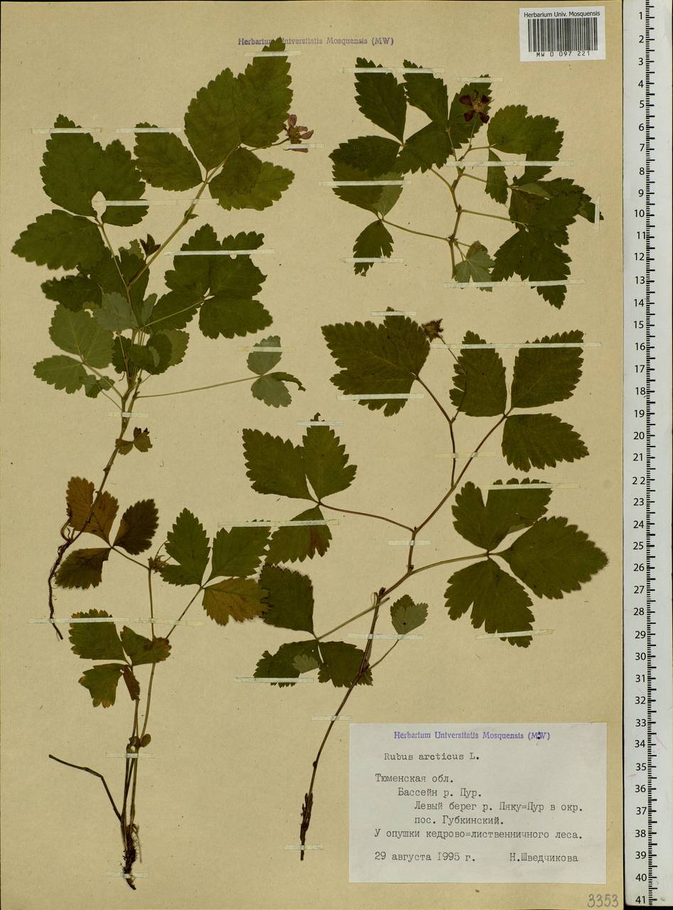 Rubus arcticus L., Siberia, Western Siberia (S1) (Russia)