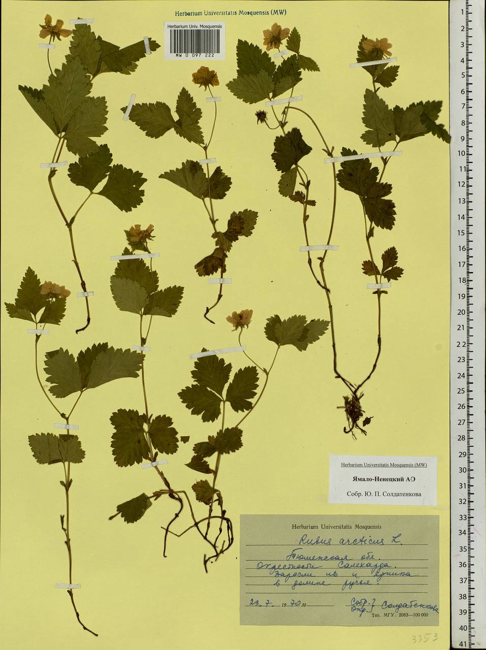 Rubus arcticus L., Siberia, Western Siberia (S1) (Russia)