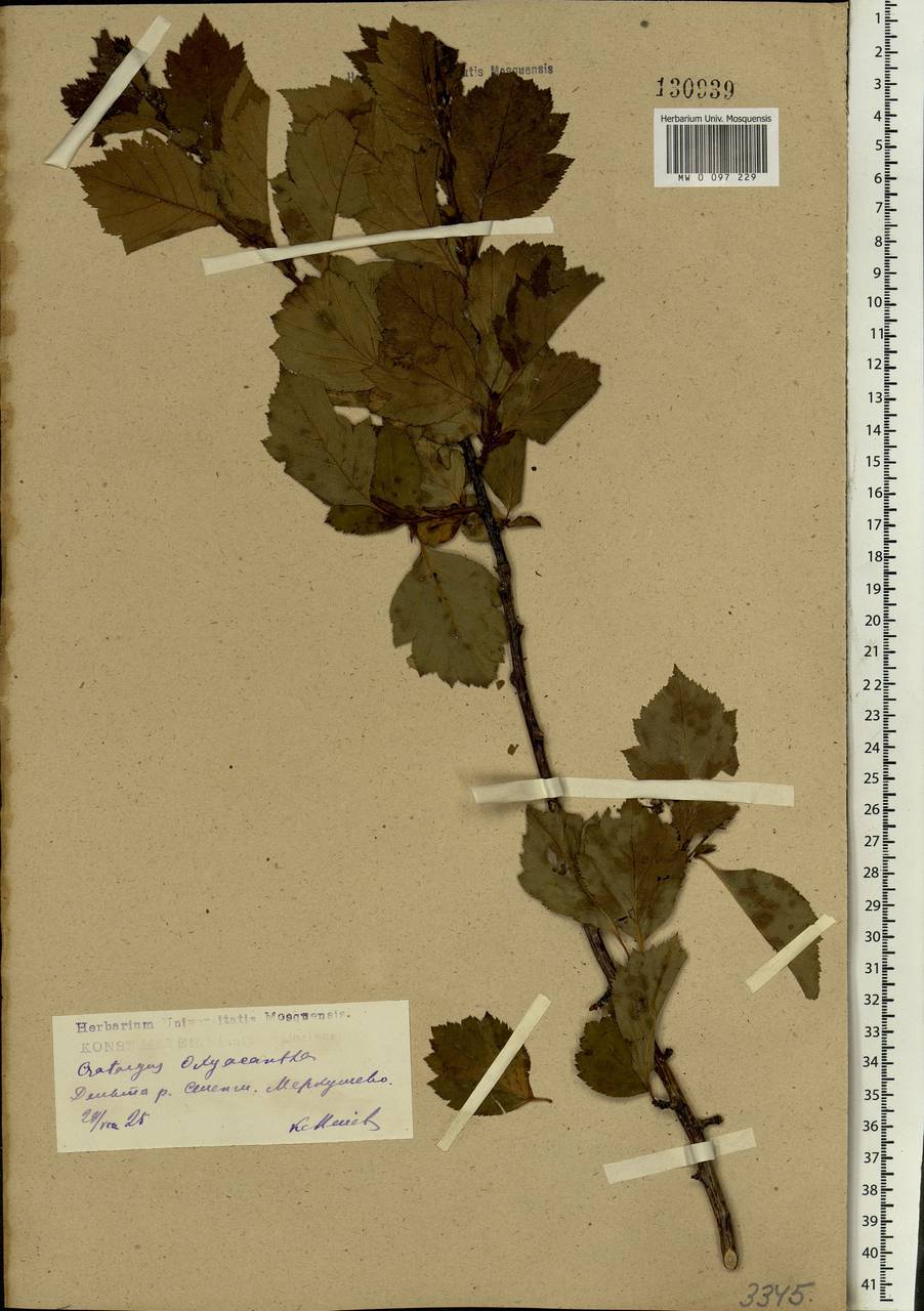 Crataegus sanguinea Pall., Siberia, Baikal & Transbaikal region (S4) (Russia)