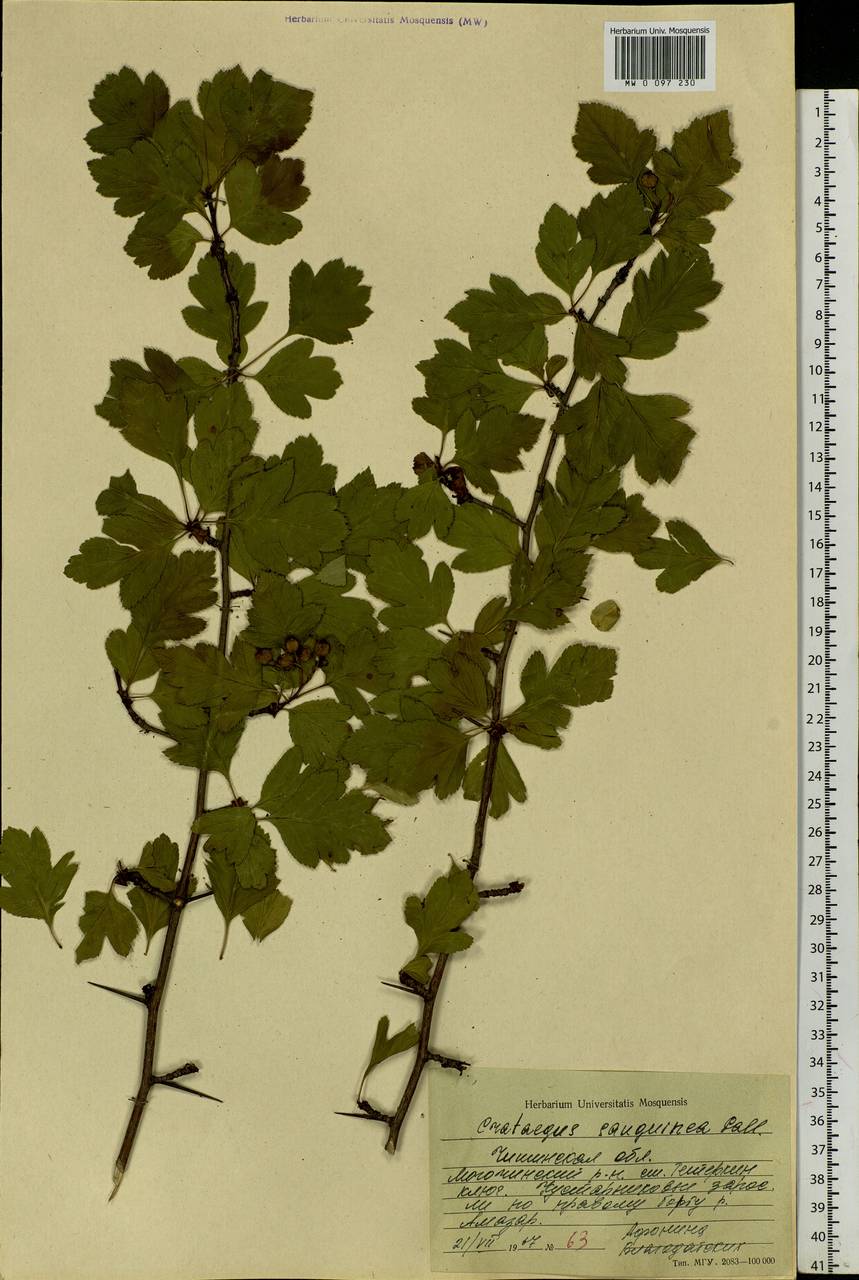 Crataegus sanguinea Pall., Siberia, Baikal & Transbaikal region (S4) (Russia)