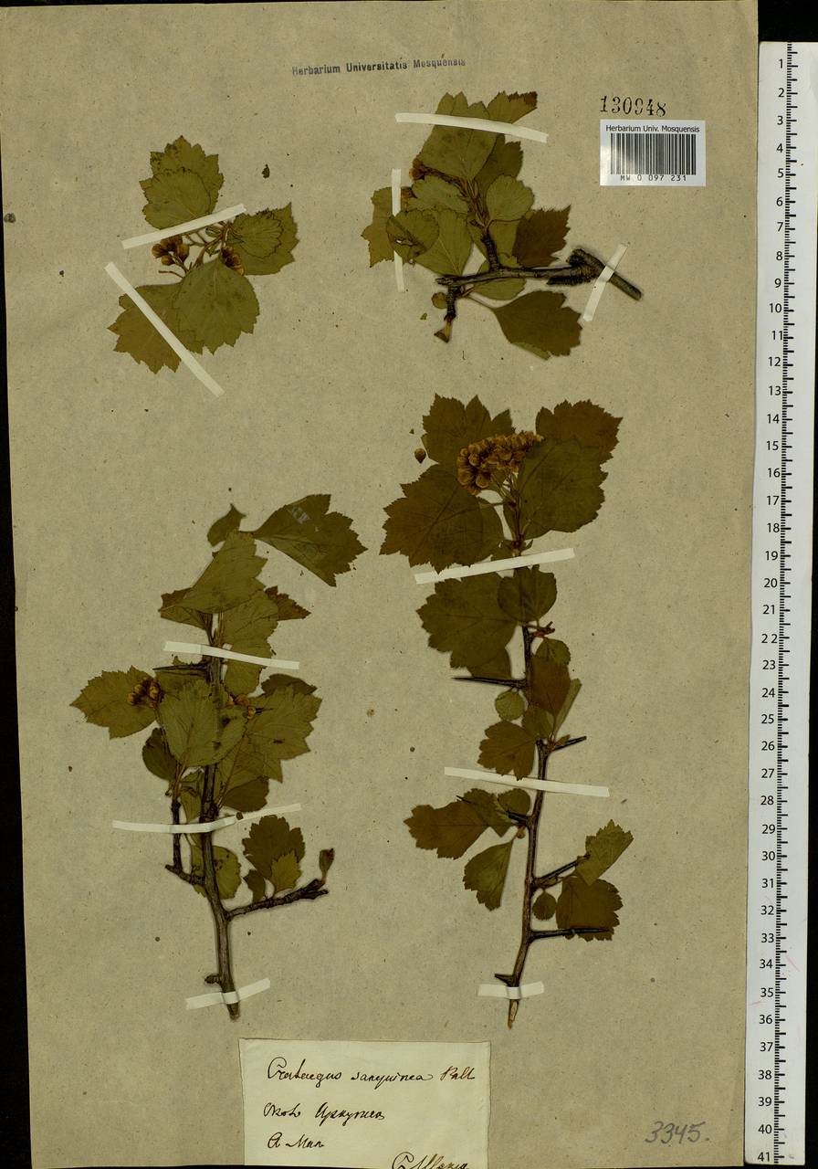 Crataegus sanguinea Pall., Siberia, Baikal & Transbaikal region (S4) (Russia)