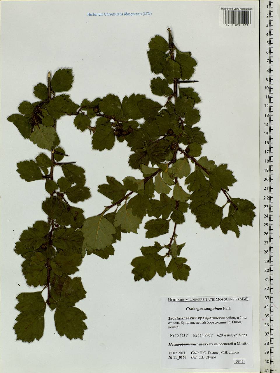 Crataegus sanguinea Pall., Siberia, Baikal & Transbaikal region (S4) (Russia)