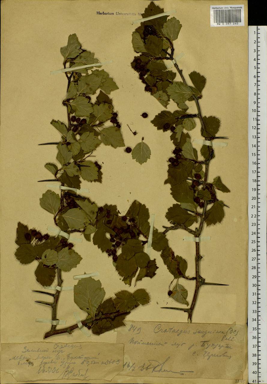 Crataegus sanguinea Pall., Siberia, Western (Kazakhstan) Altai Mountains (S2a) (Kazakhstan)