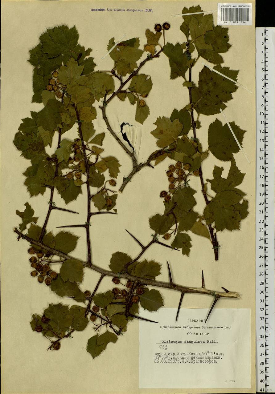Crataegus sanguinea Pall., Siberia, Altai & Sayany Mountains (S2) (Russia)