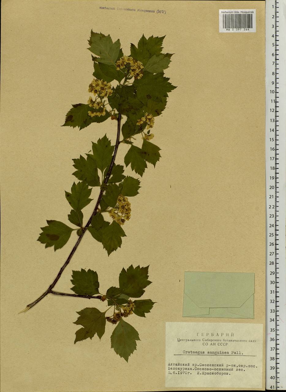 Crataegus sanguinea Pall., Siberia, Altai & Sayany Mountains (S2) (Russia)