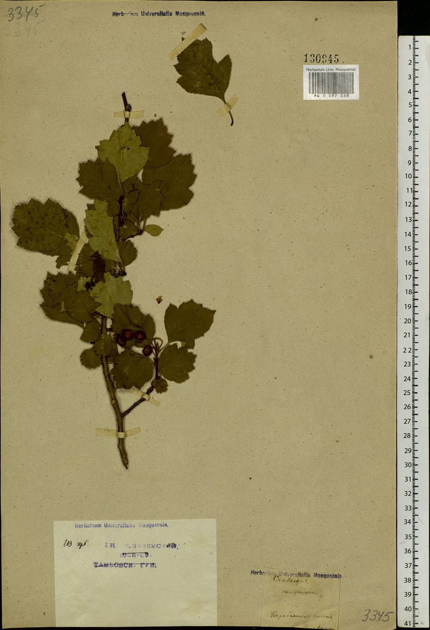 Crataegus sanguinea Pall., Siberia, Western Siberia (S1) (Russia)