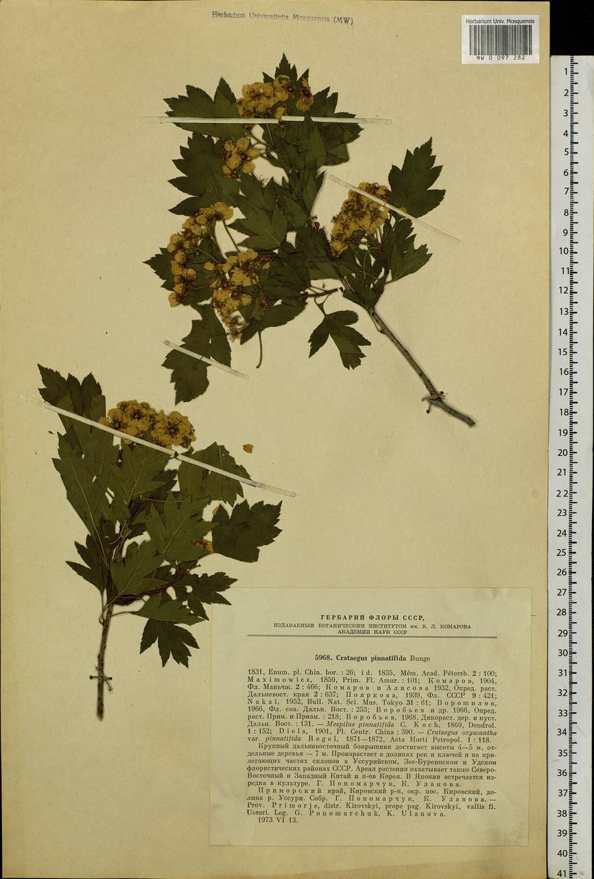 Crataegus pinnatifida Bunge, Siberia, Russian Far East (S6) (Russia)